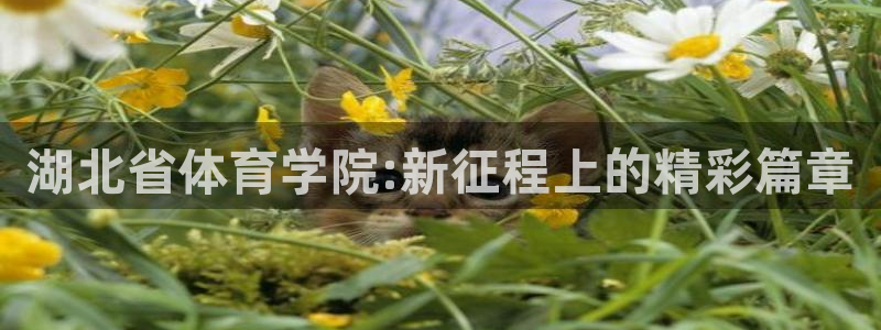 尊龙官方正版app五金厂：湖北省体育学院:新征程上的精彩篇章